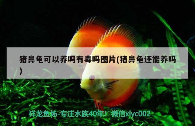 豬鼻龜可以養(yǎng)嗎有毒嗎圖片(豬鼻龜還能養(yǎng)嗎)