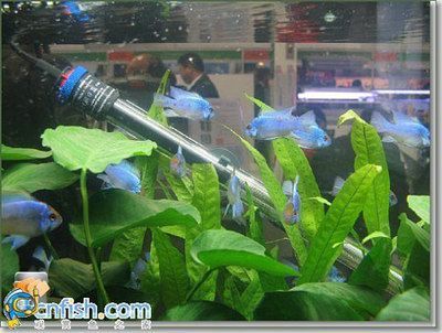 水族館加熱棒怎么使用（水族館加熱棒的使用方式）