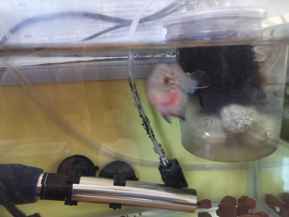 有點顏色了 龍魚論壇 第1張 有點顏色了 有點顏色了 龍魚論壇 第1張