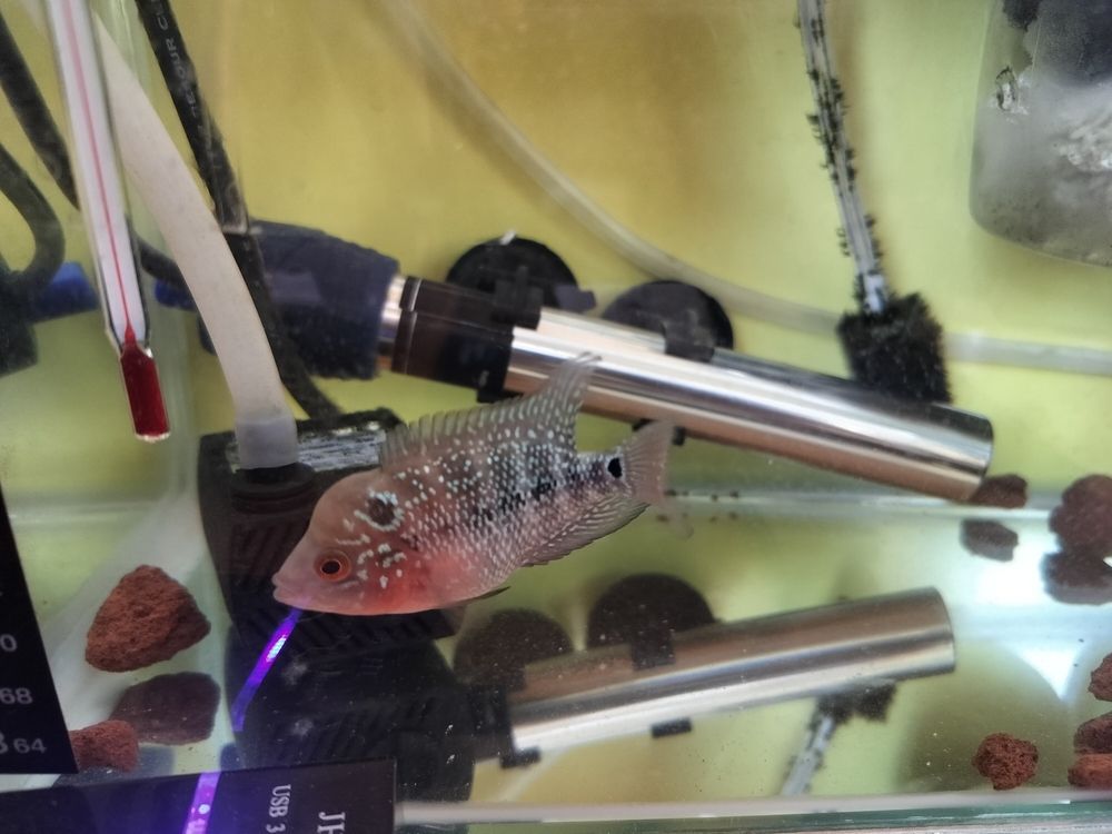 有點顏色了 龍魚論壇 第3張 有點顏色了 有點顏色了 龍魚論壇 第3張