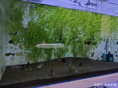 觀賞魚(yú)苗養(yǎng)殖方法（觀賞魚(yú)的起源與分類(lèi)）