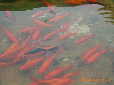 觀賞魚(yú)苗養(yǎng)殖方法（觀賞魚(yú)的起源與分類(lèi)）