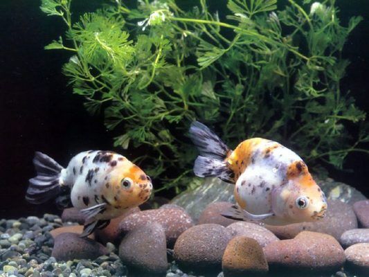 可麗愛魚缸到底好不好養(yǎng)（可麗愛魚缸到底好不好養(yǎng)魚）