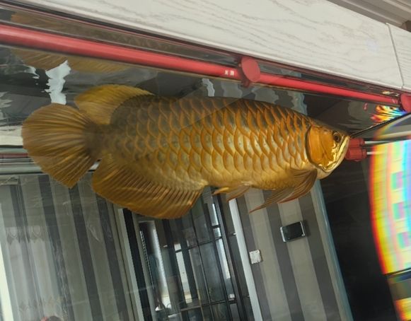 死胖子開始發色了 死胖子開始發色了 龍魚論壇