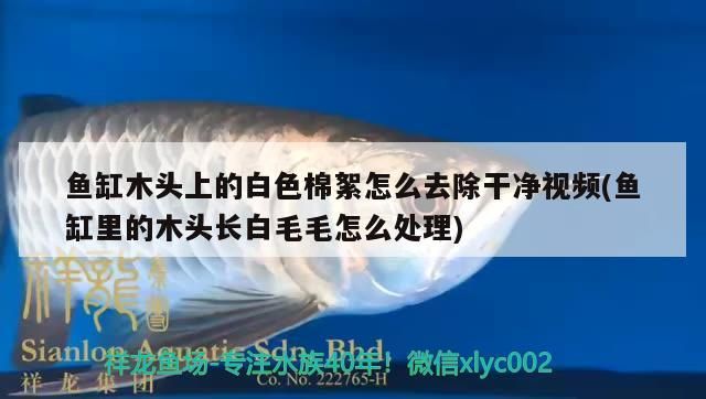 魚缸木頭上的白色棉絮怎么去除干凈視頻(魚缸里的木頭長白毛毛怎么處理)