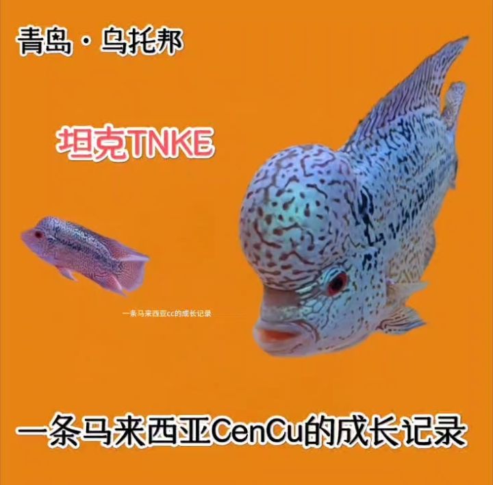 一條馬來(lái)西亞cencu的成長(zhǎng)記錄