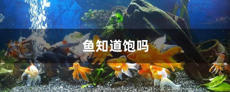 魚知道飽嗎 全國水族館企業名錄 第1張 魚知道飽嗎 魚知道飽嗎 全國水族館企業名錄 第1張