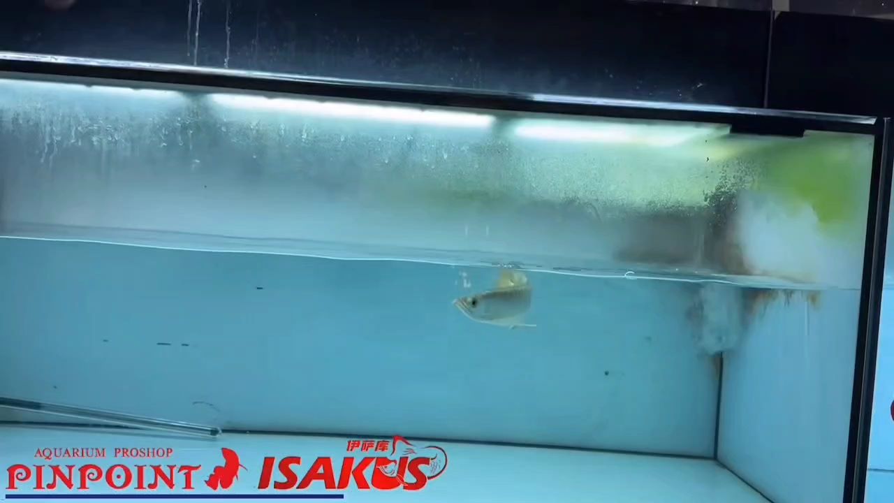 新魚搶先看① 新魚搶先看① 龍魚論壇