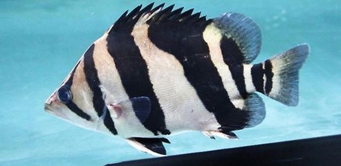 虎魚單邊蒙眼：虎魚單邊蒙眼怎么辦
