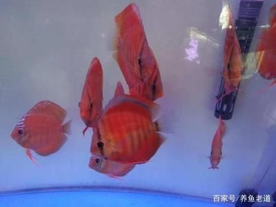 觀賞魚七彩神仙怎么養(七彩神仙魚的飼養技巧) 速倍妥 第1張 觀賞魚七彩神仙怎么養(七彩神仙魚的飼養技巧) 觀賞魚七彩神仙怎么養(七彩神仙魚的飼養技巧) 速倍妥 第1張