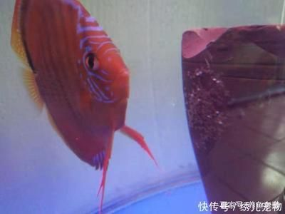 觀賞魚七彩神仙怎么養(七彩神仙魚的飼養技巧) 速倍妥 第4張 觀賞魚七彩神仙怎么養(七彩神仙魚的飼養技巧) 觀賞魚七彩神仙怎么養(七彩神仙魚的飼養技巧) 速倍妥 第4張