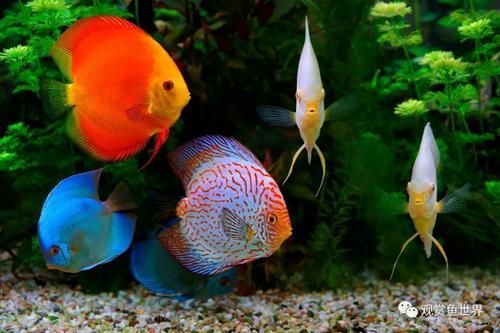 觀賞魚七彩神仙怎么養（七彩神仙魚的飼養技巧） 觀賞魚七彩神仙怎么養（七彩神仙魚的飼養技巧） 速倍妥 第3張