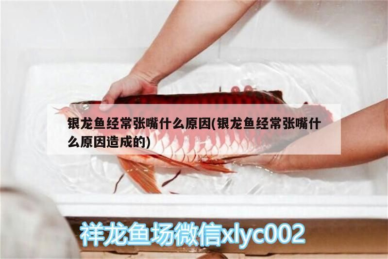 觀賞魚 銀龍魚經常張嘴什么原因(銀龍魚經常張嘴什么原因造成的) 銀龍魚百科 銀龍魚經常張嘴什么原因(銀龍魚經常張嘴什么原因造成的) 銀龍魚經常張嘴什么原因(銀龍魚經常張嘴什么原因造成的) 銀龍魚百科