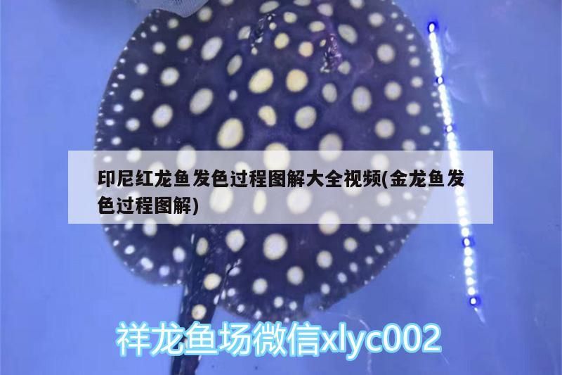 印尼紅龍魚發色過程圖解大全視頻(金龍魚發色過程圖解)