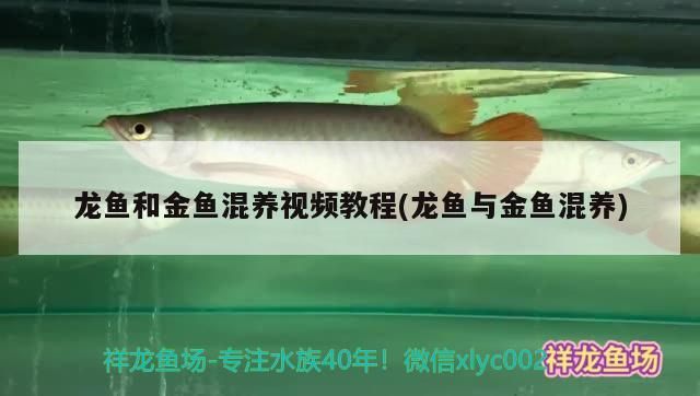 龍魚和金魚混養視頻教程(龍魚與金魚混養)