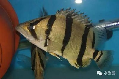 純泰虎魚有黑砂能掉嗎：純泰虎魚的黑砂能掉嗎 純泰虎魚有黑砂能掉嗎：純泰虎魚的黑砂能掉嗎 虎魚百科 第2張