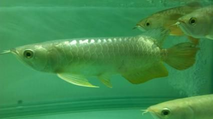 1米高的魚缸怎么造景視頻教學：1米高的魚缸造景教程