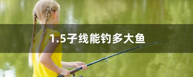 1.5子線能釣多大魚