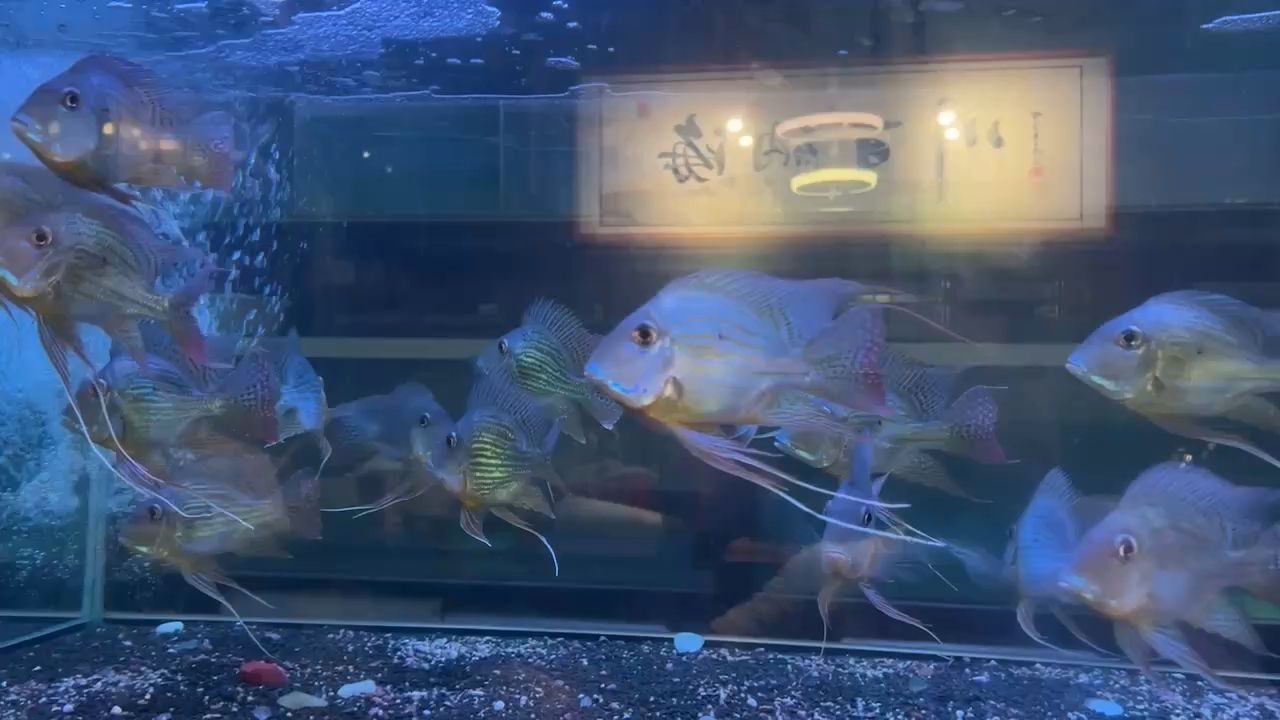 元寶鳳凰魚進口即是精品祥龍造 元寶鳳凰魚進口即是精品祥龍造 元寶鳳凰魚百科 第1張