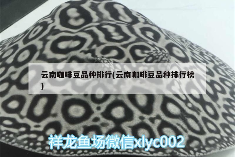 云南咖啡豆品種排行(云南咖啡豆品種排行榜)