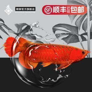 龍魚打傷喂點什么食物好得快一點vs祥龍魚場：龍魚受傷后的飲食調理