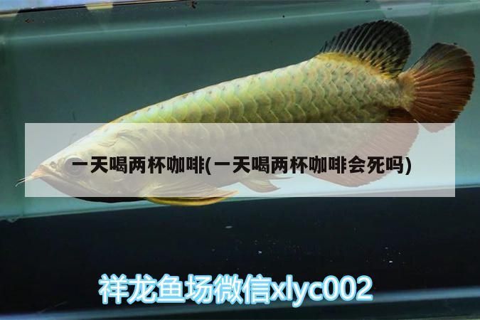 一天喝兩杯咖啡(一天喝兩杯咖啡會死嗎)