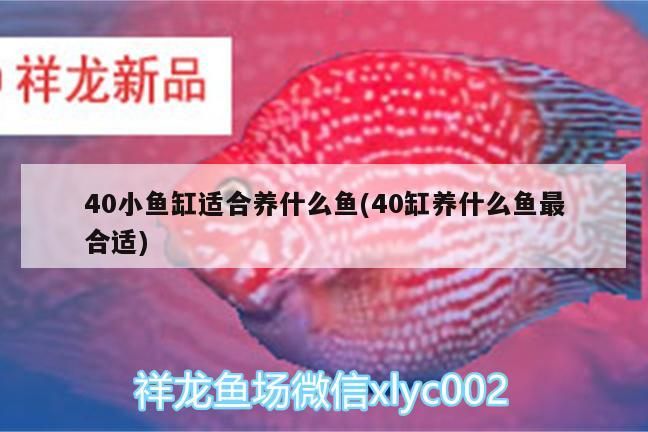 40小魚(yú)缸適合養(yǎng)什么魚(yú)(40缸養(yǎng)什么魚(yú)最合適)