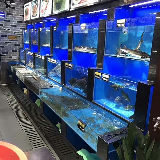 碧海鑫水族館互動活動安排(大慶市薩爾圖區(qū)碧海鑫水族館互動活動安排供您參考) 水族館百科(水族館加盟) 第4張 碧海鑫水族館互動活動安排(大慶市薩爾圖區(qū)碧海鑫水族館互動活動安排供您參考) 碧海鑫水族館互動活動安排(大慶市薩爾圖區(qū)碧海鑫水族館互動活動安排供您參考) 水族館百科(水族館加盟) 第4張