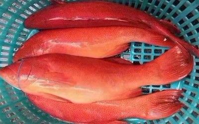 臺(tái)灣紅龍魚：臺(tái)灣紅龍魚的飼養(yǎng)技術(shù)及其對(duì)環(huán)境的影響