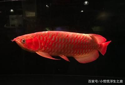 臺(tái)灣紅龍魚：臺(tái)灣紅龍魚的飼養(yǎng)技術(shù)及其對(duì)環(huán)境的影響