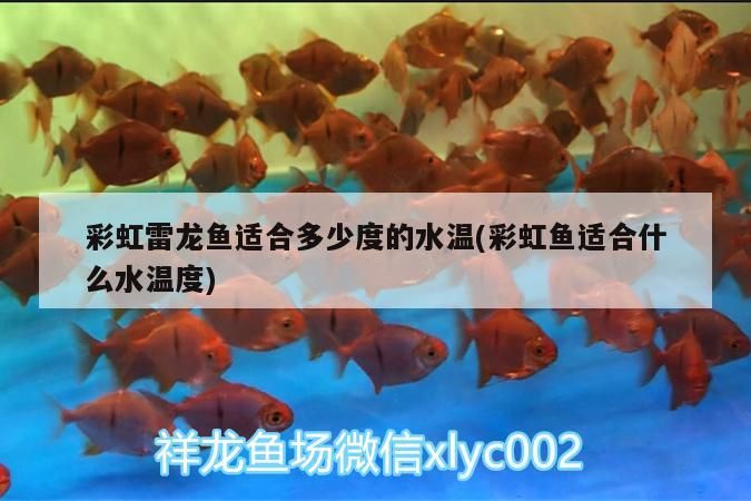 延吉哪里賣魚缸的多一點(diǎn)啊（棗莊新城必吃的十大館子）
