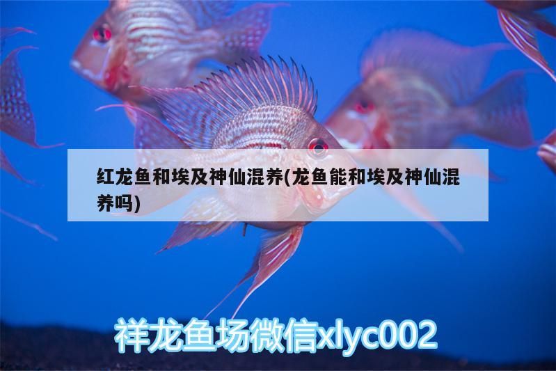 延吉哪里賣魚缸的多一點(diǎn)啊（棗莊新城必吃的十大館子）
