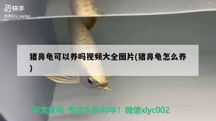 豬鼻龜可以養嗎視頻大全圖片(豬鼻龜怎么養) 豬鼻龜可以養嗎視頻大全圖片(豬鼻龜怎么養) 豬鼻龜百科