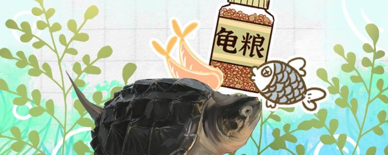 鱷龜吃龜糧嗎龜糧能提供給它們足夠的營養(yǎng)嗎