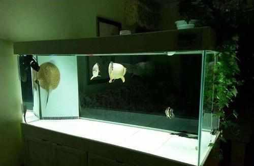 頂級魚缸品牌（頂級魚缸品牌排行榜）