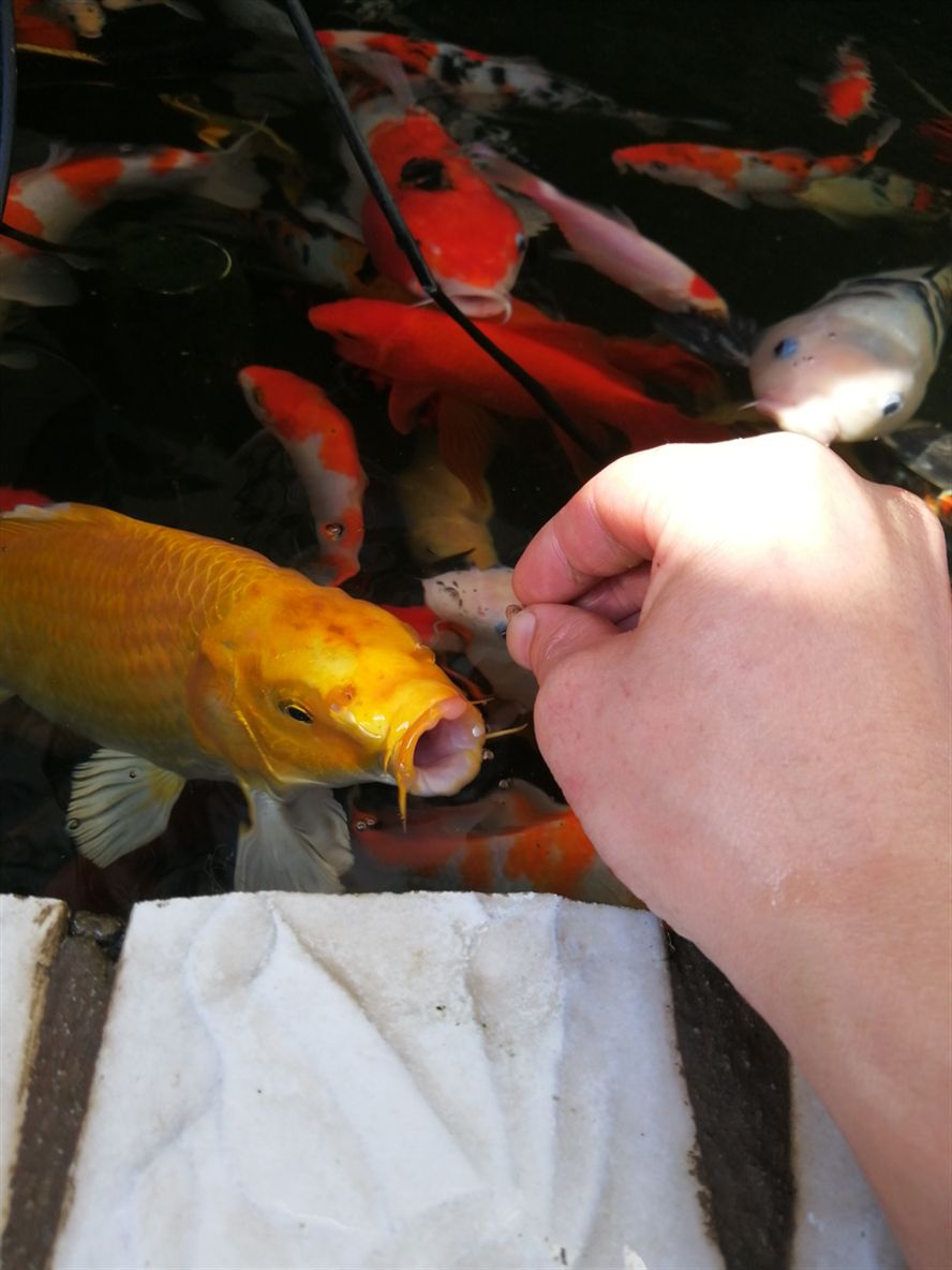 哂曬太陽一天都餓=，=三順生說水質(zhì)好魚才能上手龍巖水族館