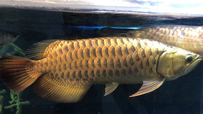 高背金龍魚和過背金龍魚哪個好養：關于高背金龍魚和過背金龍魚飼養難度的詳細信息