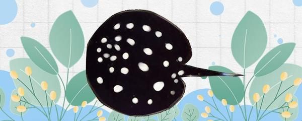 魟魚適合的溫度：魟魚的溫度控制是非常重要的，魟魚適合的溫度范圍是24-[需手動填充]