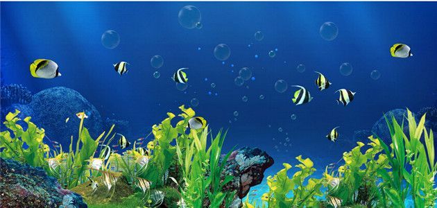 魚缸背景圖用什么最旺最聚財(cái)，魚缸背景圖如何選擇？