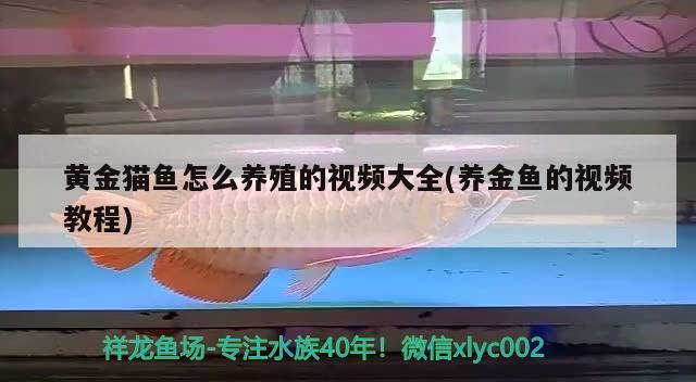 黃金貓魚怎么養(yǎng)殖的視頻大全(養(yǎng)金魚的視頻教程)