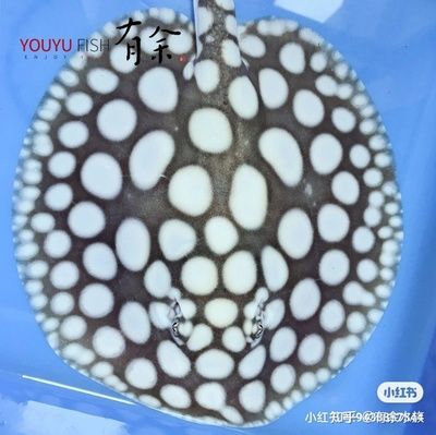 魟魚為什么亂飛：為什么[需手動(dòng)填充]魚亂飛