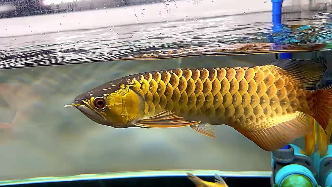 這樣的金龍你打幾分？ 這樣的金龍你打幾分？ 龍魚論壇