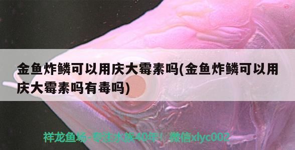 金龍魚不吃食怎么辦用青大霉素有用嗎vs祥龍魚場：祥龍魚場金龍魚飼養(yǎng)技巧，改善金龍魚食欲的方法