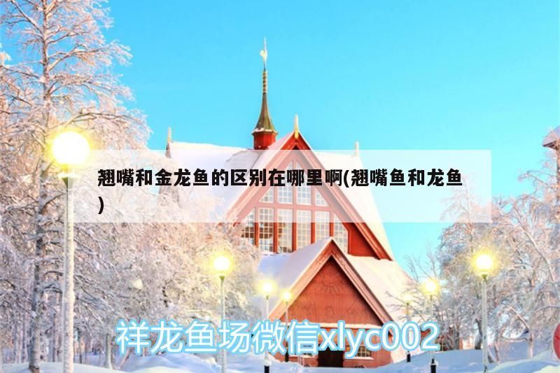翹嘴和金龍魚的區別在哪里啊(翹嘴魚和龍魚)