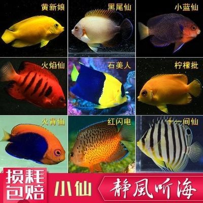 紅色海水觀賞魚品種有哪些(紅色海水觀賞魚的養(yǎng)殖秘籍) 速倍妥魚糧魚藥 第1張 紅色海水觀賞魚品種有哪些(紅色海水觀賞魚的養(yǎng)殖秘籍) 紅色海水觀賞魚品種有哪些(紅色海水觀賞魚的養(yǎng)殖秘籍) 速倍妥魚糧魚藥 第1張
