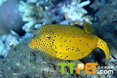 紅色海水觀賞魚品種有哪些（紅色海水觀賞魚的養(yǎng)殖秘籍） 紅色海水觀賞魚品種有哪些（紅色海水觀賞魚的養(yǎng)殖秘籍） 速倍妥魚糧魚藥 第2張