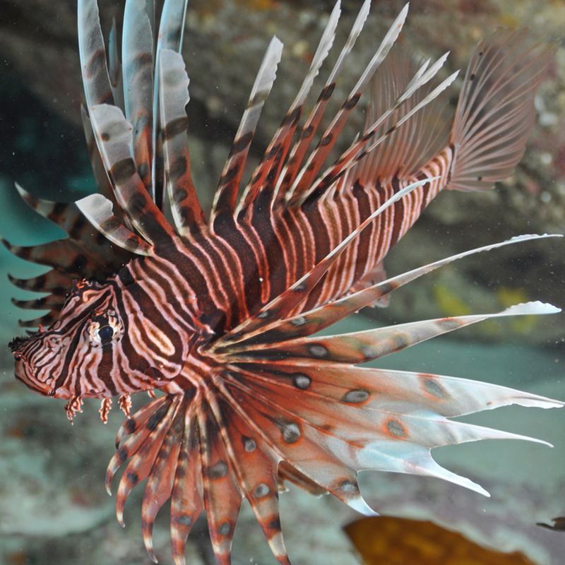 紅色海水觀賞魚品種有哪些(紅色海水觀賞魚的養(yǎng)殖秘籍) 速倍妥魚糧魚藥 第3張 紅色海水觀賞魚品種有哪些(紅色海水觀賞魚的養(yǎng)殖秘籍) 紅色海水觀賞魚品種有哪些(紅色海水觀賞魚的養(yǎng)殖秘籍) 速倍妥魚糧魚藥 第3張