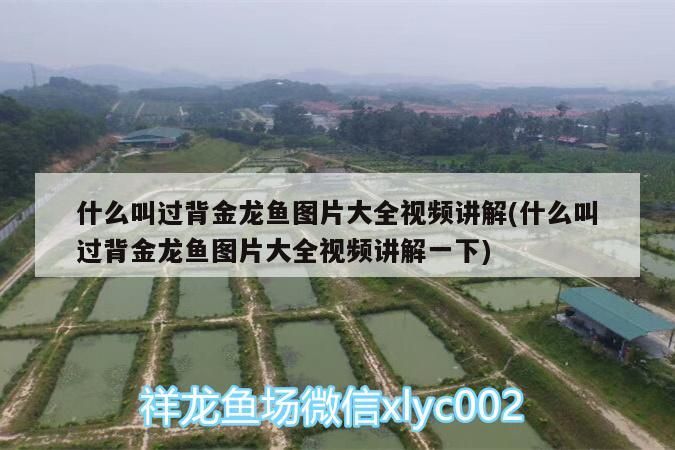 什么叫過背金龍魚圖片大全視頻講解(什么叫過背金龍魚圖片大全視頻講解一下) 什么叫過背金龍魚圖片大全視頻講解(什么叫過背金龍魚圖片大全視頻講解一下) 金龍魚百科