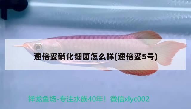 速倍妥硝化細菌怎么樣(速倍妥5號)