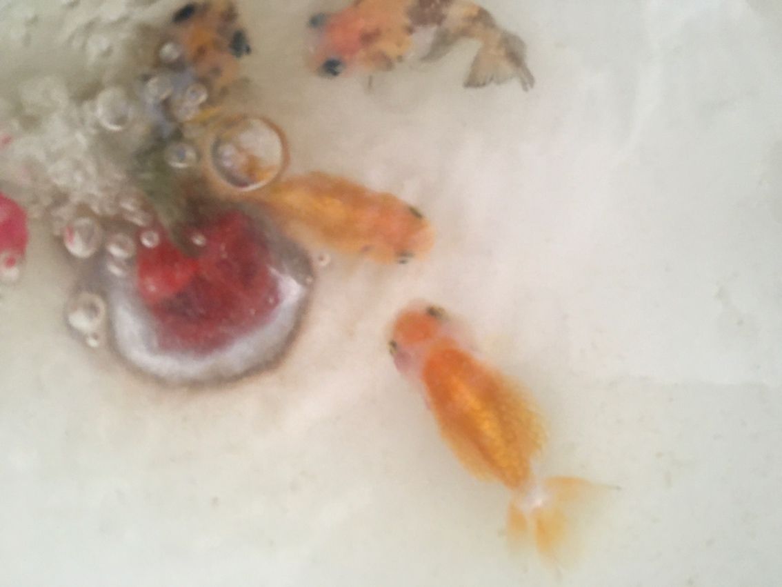 還是盆養好看 還是盆養好看 龍魚論壇 第2張